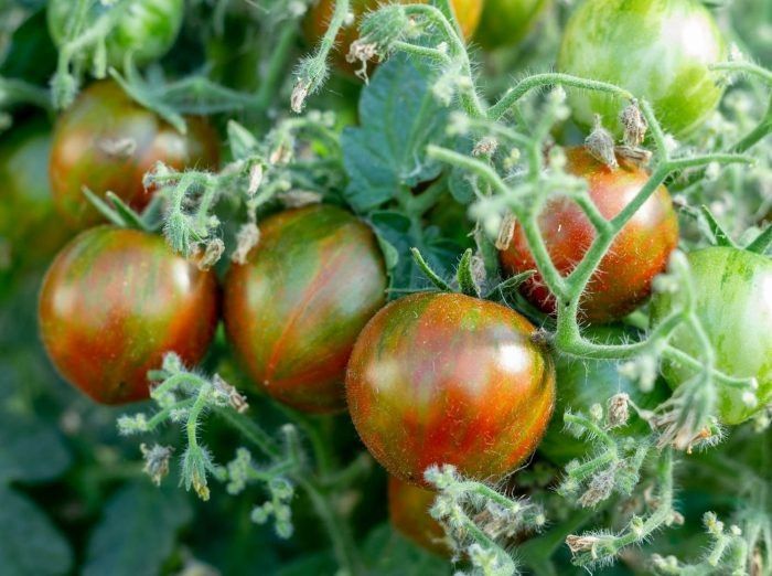 ����� ���� ������ ����� �����: ���������� ��������� ����� �� ���������� �����