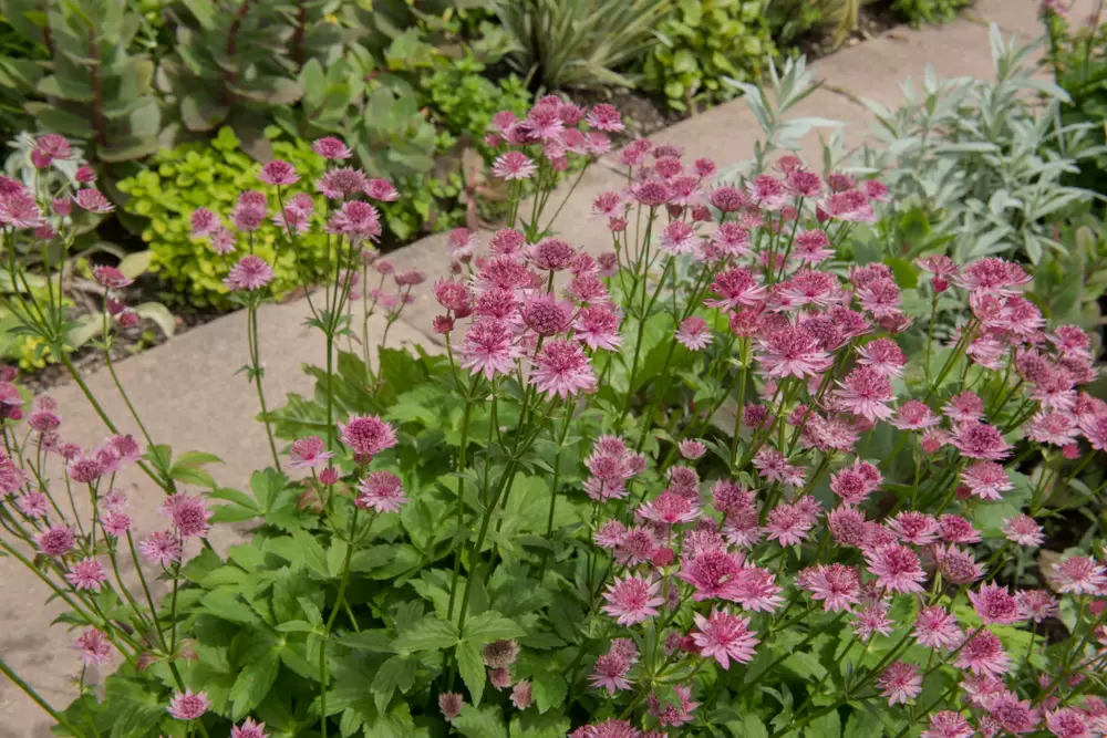 Элегантные астранции в вашем саде: вдохновляющие идеи для цветников