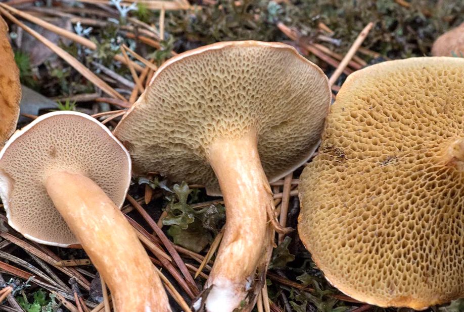 ������: ���������� ���� � ��������� �������