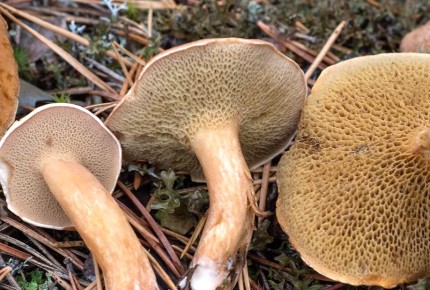 ������: ���������� ���� � ��������� �������