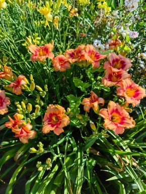 ��� ��������� ������� ����������: ������ �� ����� ����� ��������