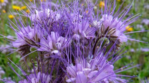 ��� ������� ������� ��������� ������ �������: ������� ��������� �����������