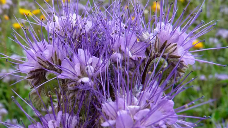 Как фацелия помогла увеличить урожай томатов: секреты успешного выращивания