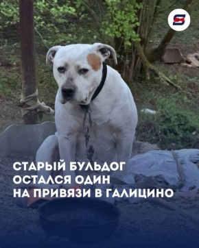 Брошенный бульдог в Галицино: второй день без еды и помощи