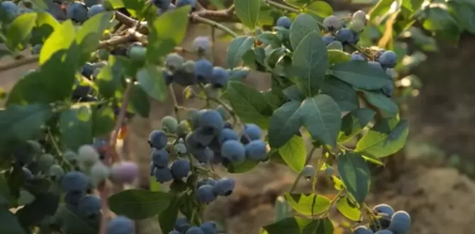 Секреты успешной подкормки голубики: как выбрать правильные удобрения для капризной ягоды