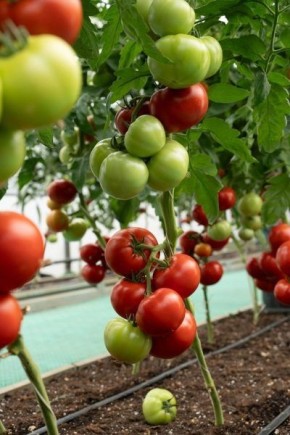 ����� ������: ��������� ����� ��� ������ ������� � ������������ � ��������