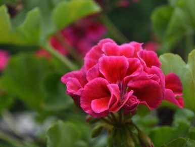 Январская подкормка для герани: путь к пышному цветению