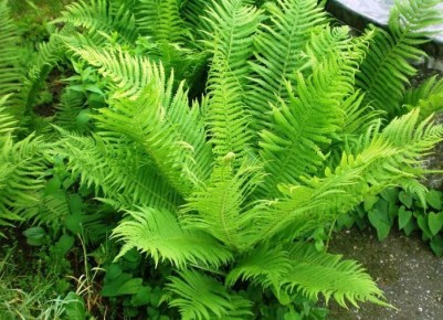 ��� �������� �������� ��������� ������� � ������� ����� �����