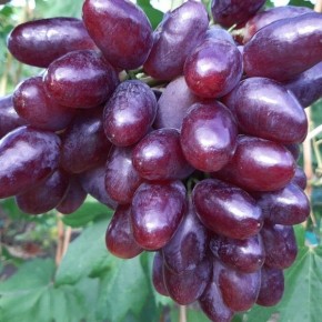 �������� ����: ������� ����� � ��������� ������ ��� ������� ������