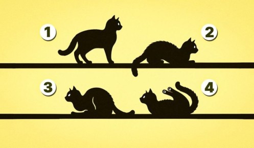 �������� ���� �������� ��������������: ����, ������� ������� ���� �����