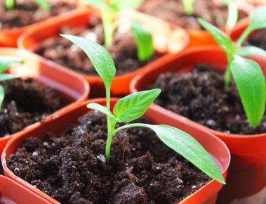 ��� ������� ��������� �����: ������ �� ������� � �����