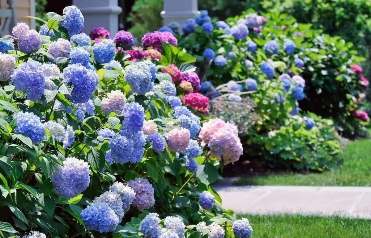 Летний уход за гортензиями: как обеспечить цветение и здоровье на протяжении всего сезона