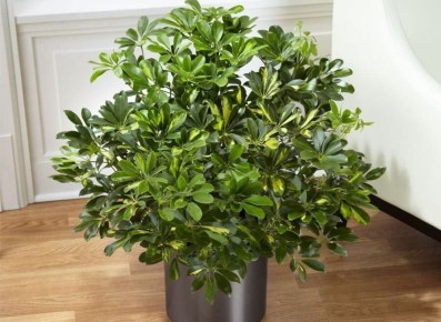 ��������: ��� ��������� �� ���� �������� ��������� ��� ������ ���� ��� �����