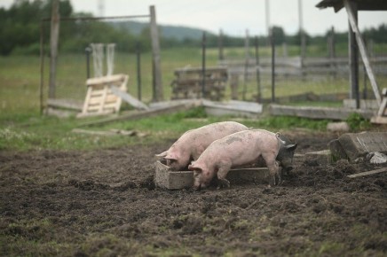 ������� ��������� ���������������: ��� ������ � ������