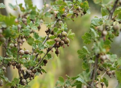 ��� ���������� ������� ���������: ������ ��� ��������