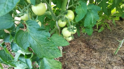 ��� ��������� ����� ���������� ��������� ��� ������� � ����: ������� ������� ����