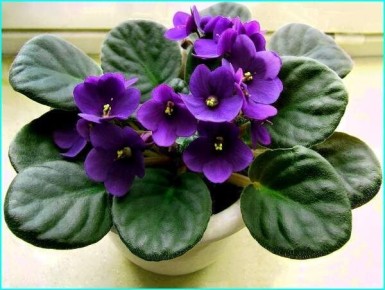 ������: ��������� �������, ������� ������� ��� ���