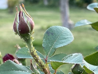 ��� � ����: ����� �������� ���������� �� �������?