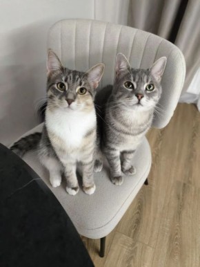 ������ ����, ������!. ��������� +17 ��