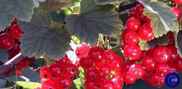 ��� �������� ������� ������ ������� ���������: ������� ������