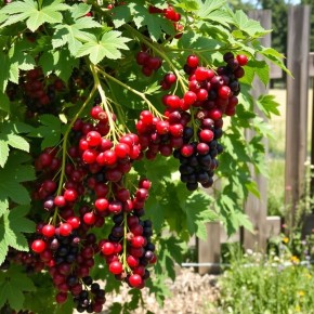 ��� ���������� ��������� ������: �������� ������ �� ���������