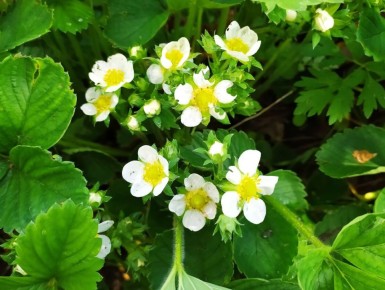 ��� ��������� ������������� �������� � ������ ��������