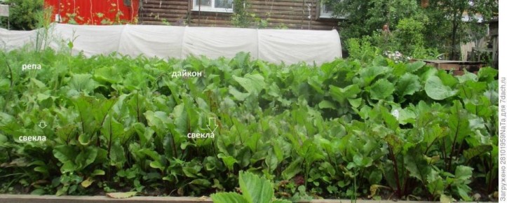 ��� ������ �������� �� ���������� ����: ������� ��������� ������