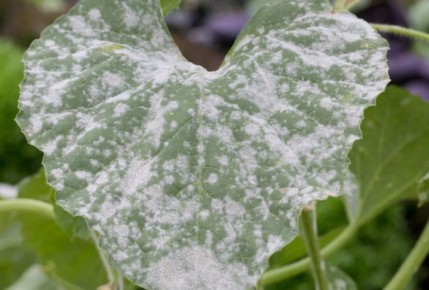 ������ �������: ��� ��������� ������ �� �������� � �������� �������� ������