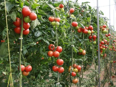 ������ ������ ���������: ���-5 ������, ������� ����� ������� ��� ������ �������