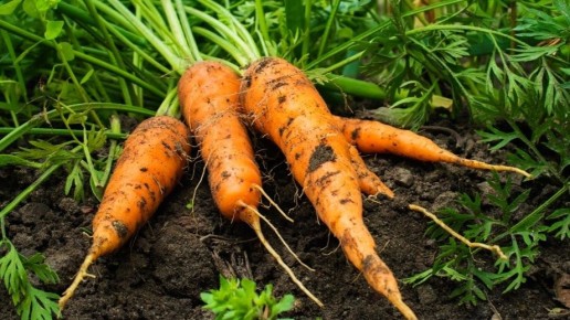 ��� ���������� �� ��������� ����: ������� ��������� ������