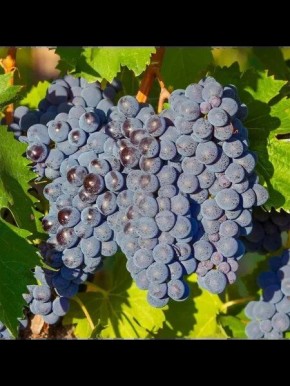 ����������� ��������: ������� ��������� ����������� � ���������� ��������