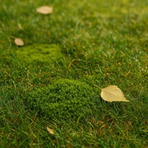 ��� ������� ������ �����: ������ � ���� � ������ �����