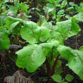 ������ ������� � ������ ����������� ��������� � ��� � ���� ��������?