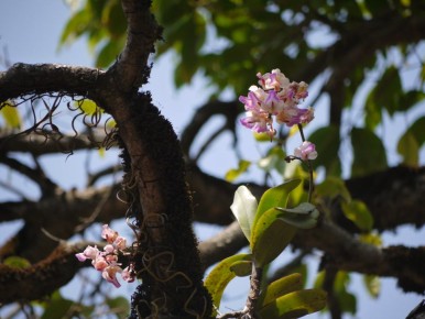 �������: ������������ �������� ���� ��������