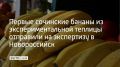 Первый урожай бананов, собранный в экспериментальной теплице в Сочи, направлен на экспертизу для определения состава полезных веществ, сообщил глава КФХ "100 гектар" Андрей Платонов