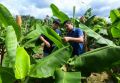 В Сочи скоро соберут первый урожай местных бананов