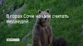В Кавказском заповеднике начался подсчет проживающих там медведей