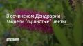 В сочинском Дендрарии зацвели "пушистые" цветы
