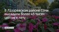 На улицах района высажено более 45 тысяч саженцев цветов, запланировано украсить газоны еще 20 тысячами декоративных растений