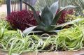 Цветники без границ: как комнатные растения украсят ваш сад