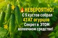 Как приготовить урожай из огурцов: удивительный секрет от соседа