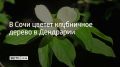 В сочинском парке "Дендрарий" зацвел дерен головчатый, или клубничное дерево