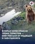 В горах Сочи спасли троих туристов — они убегали от медведей и заблудились