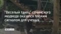 "Веселый танец" сочинского медведя оказался плохим сигналом для ученых