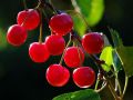 Пробуждение вишни: весенние секреты ухода для щедрого урожая