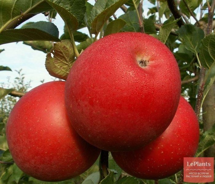 Яблоня Богемия: удивительный зимний сорт с красочными плодами и винным вкусом