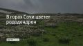 В горах Сочи цветет рододендрон