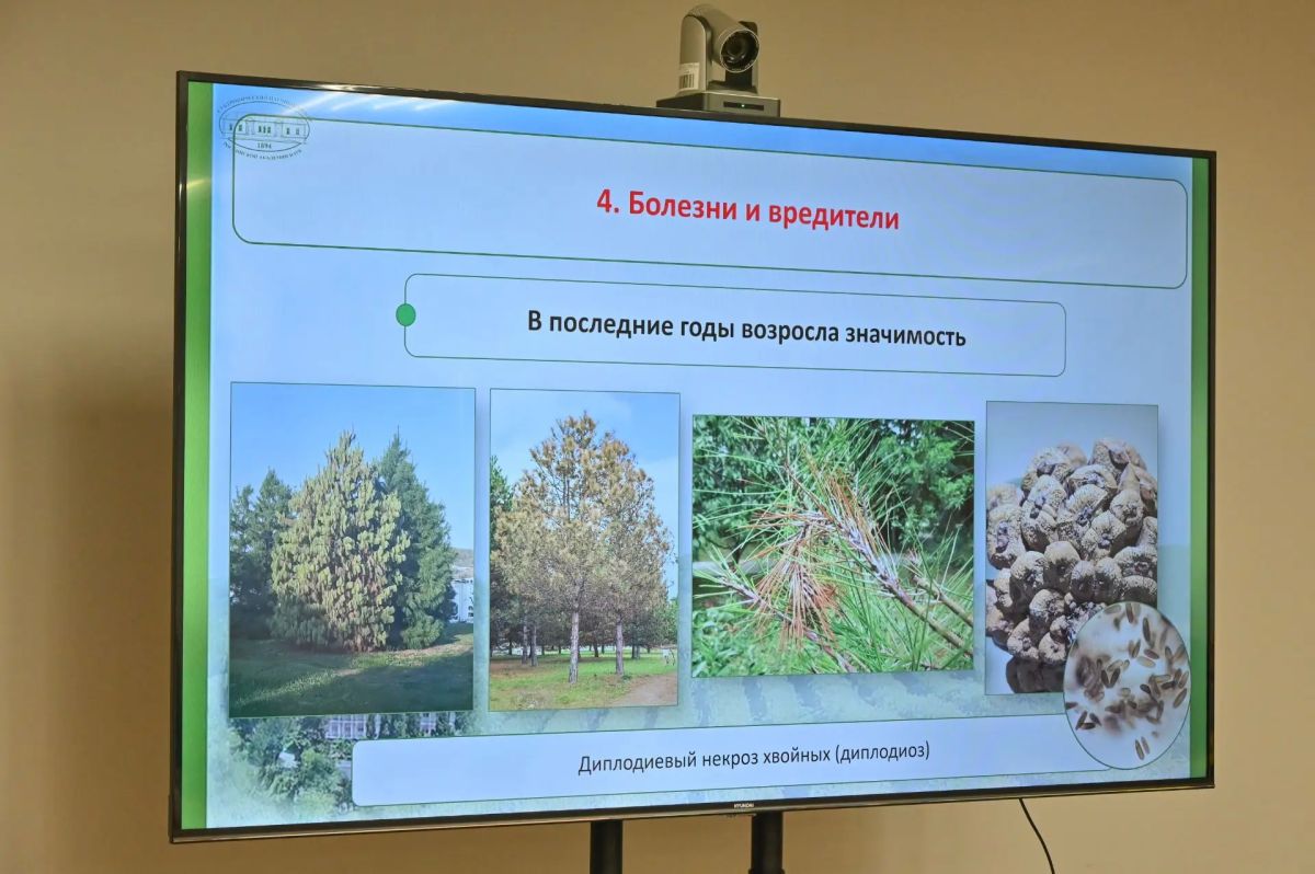 Андрей Прошунин: Главной темой второго заседания Совета по науке и образованию стало сохранение зелёного каркаса Сочи — одного из главных природных богатств курорта Андрей Прошунин: Главной темой второго заседания Совета по науке и образованию стало сохранение зелёного каркаса Сочи — одного из главных природных богатств курорта