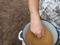 Как восстановить почву в теплице после томатов с помощью горчицы