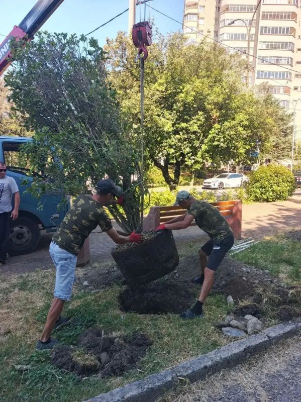 В Лазаревском районе Сочи продолжаются работы по компенсационным посадкам деревьев В Лазаревском районе Сочи продолжаются работы по компенсационным посадкам деревьев